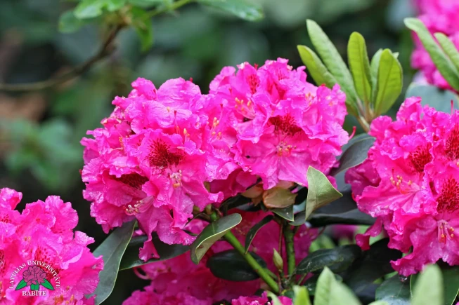 Rhododendron   'Dagnija'